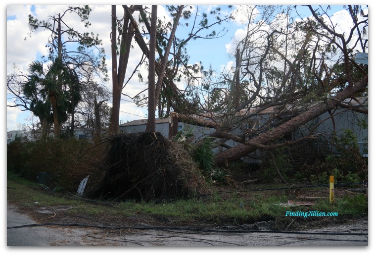 Panama City after Hurricane Michael UpRooted Tree