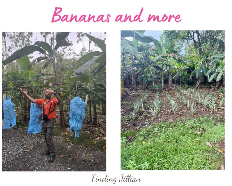 two images of bananas and pineapples in costa rica