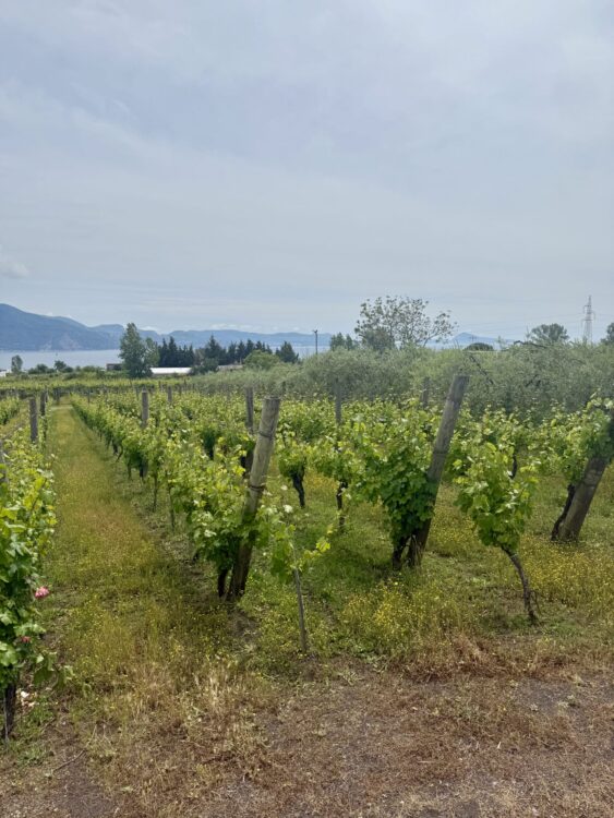 image of vineyards in italy